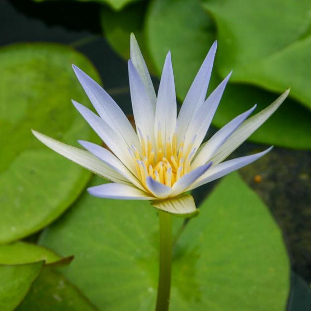 Egyptian Blue Lotus RARE