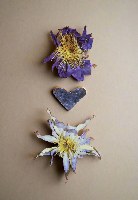 🌿 The Difference Between Asian Blue Lotus & Egyptian Blue Lotus